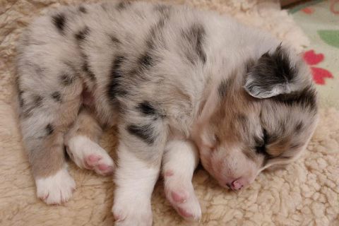 Hundebaby beim Schlafen - Foto aus der KW 19, 2023